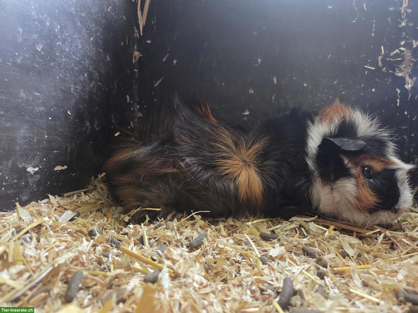 Bild 2: 2 Meerschweinchen Männchen abzugeben