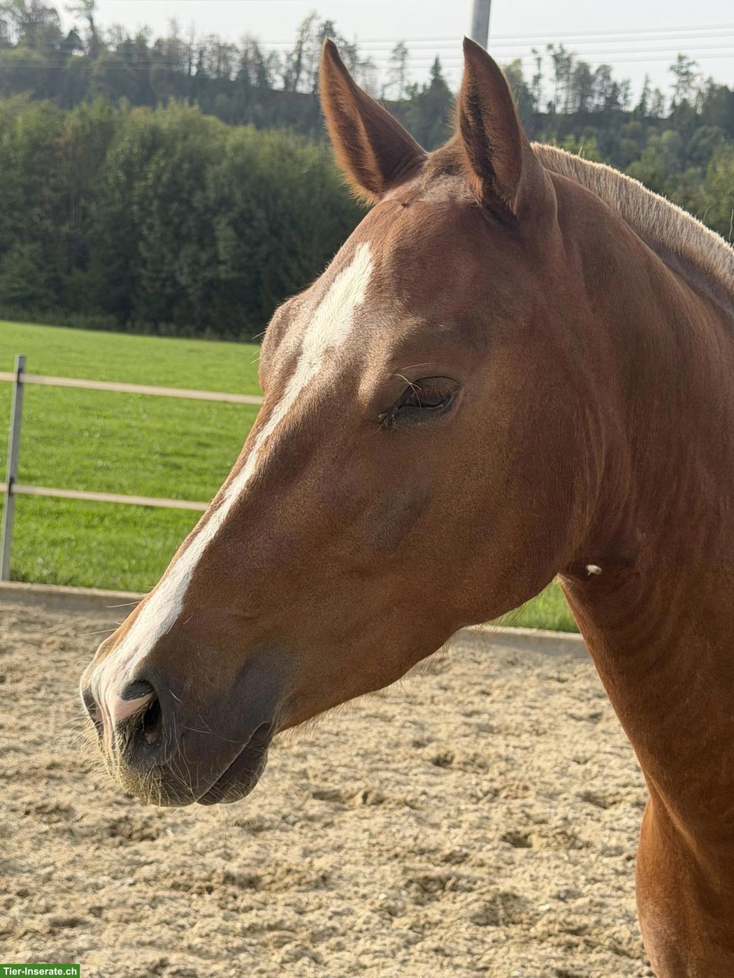 Bild 2: Hübsche kleine Freiberger Stute