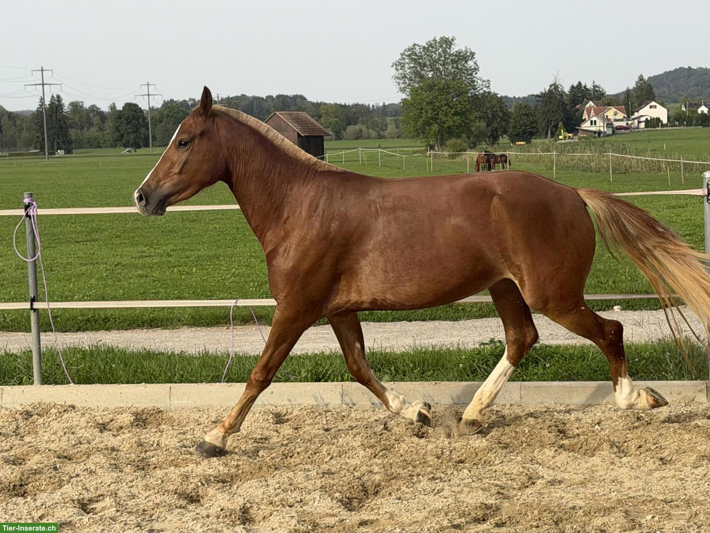 Bild 4: Hübsche kleine Freiberger Stute