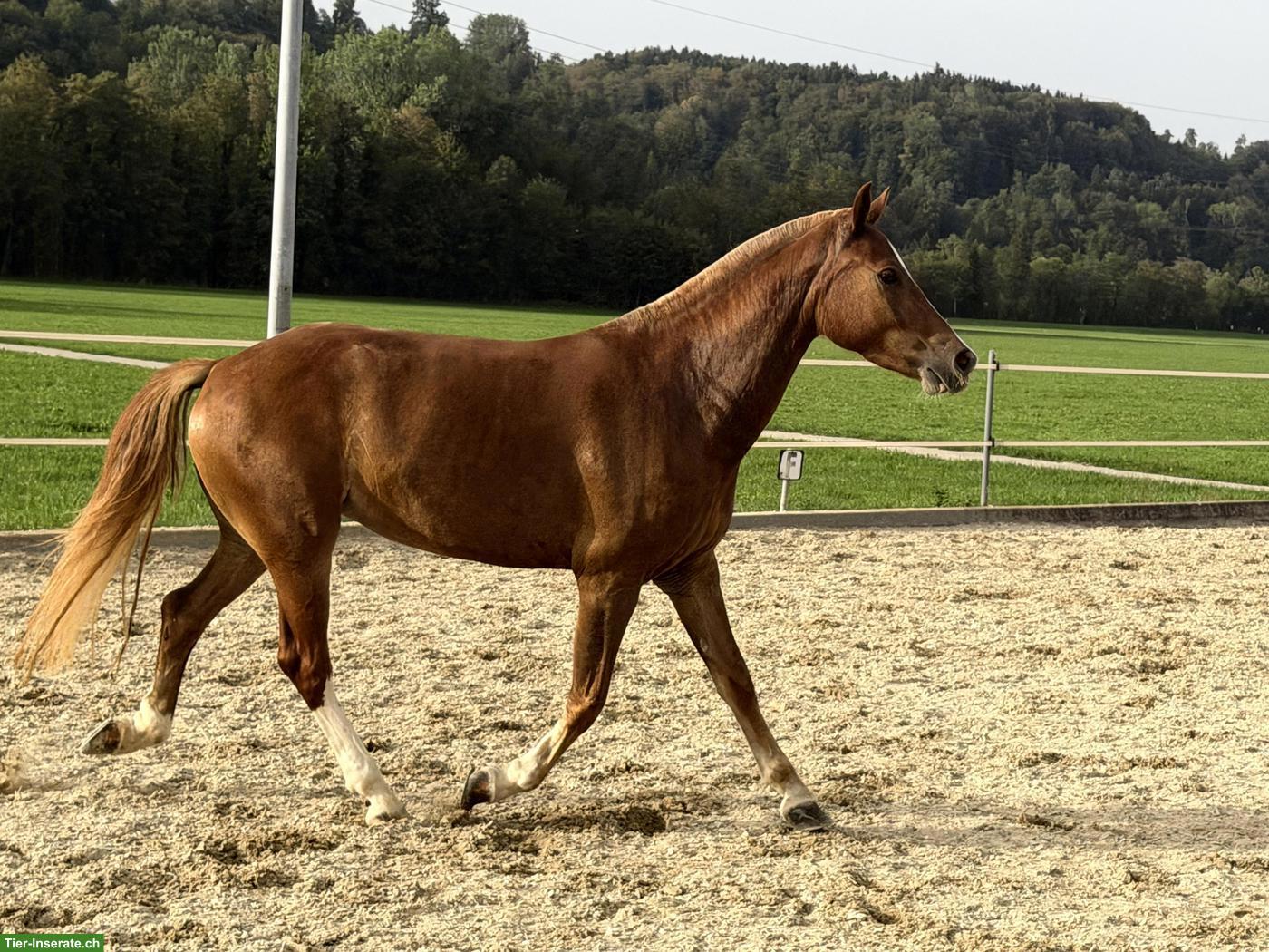 Bild 6: Hübsche kleine Freiberger Stute