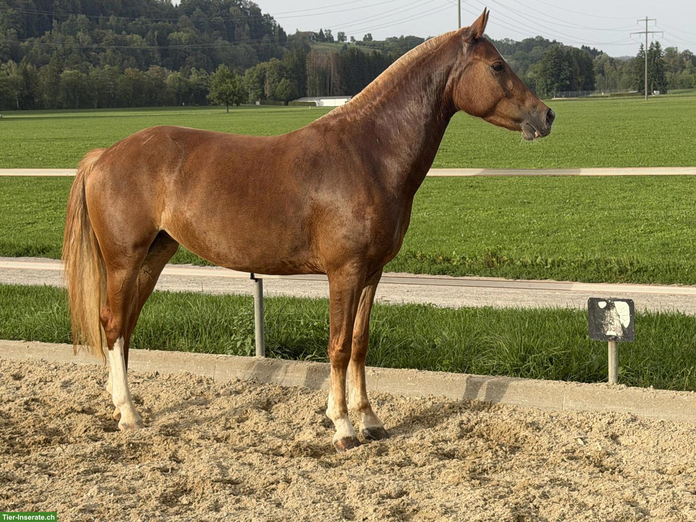 Bild 8: Hübsche kleine Freiberger Stute