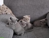 Britisch Kurzhaar Kitten, männlich und weiblich