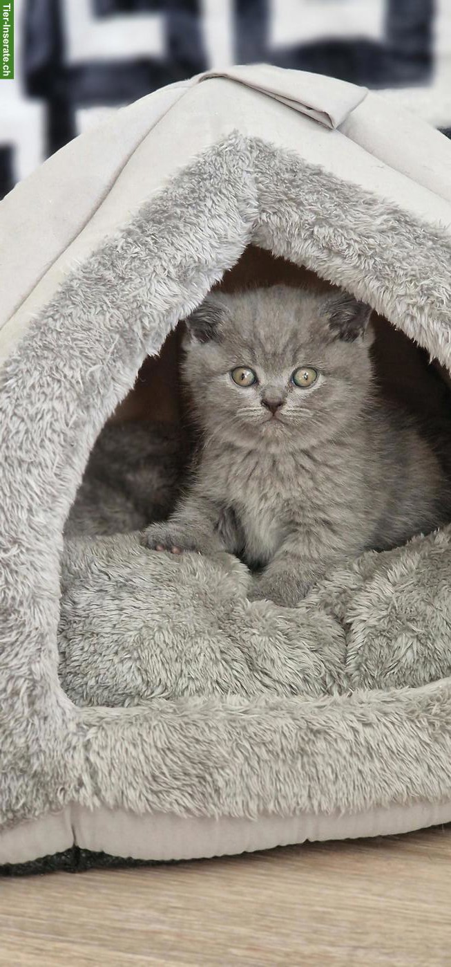 Bild 2: Britisch Kurzhaar Kitten, männlich und weiblich