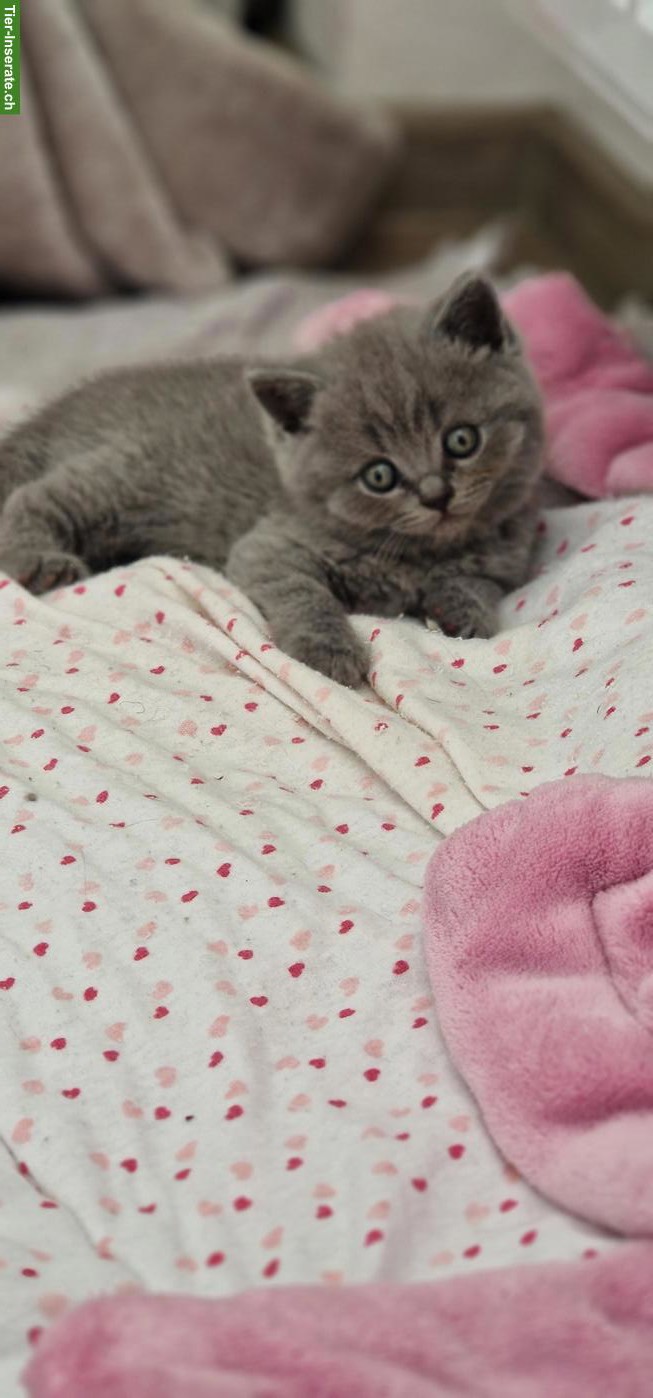 Bild 3: Britisch Kurzhaar Kitten, männlich und weiblich