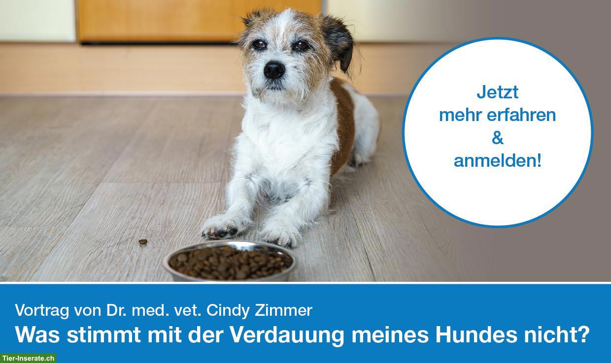 Vortrag: Was stimmt mit der Verdauung meines Hundes nicht?