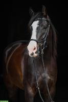 Schweizer Warmblut Wallach als Freizeitpferd zu verkaufen