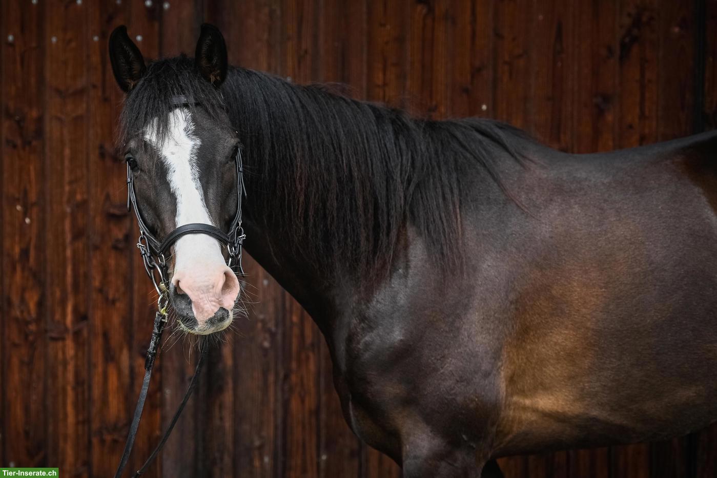 Bild 2: Schweizer Warmblut Wallach als Freizeitpferd zu verkaufen