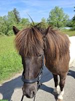 Ponyreiten/Reitpädagogik für sehbeeinträchtigte Kinder/Jugendliche