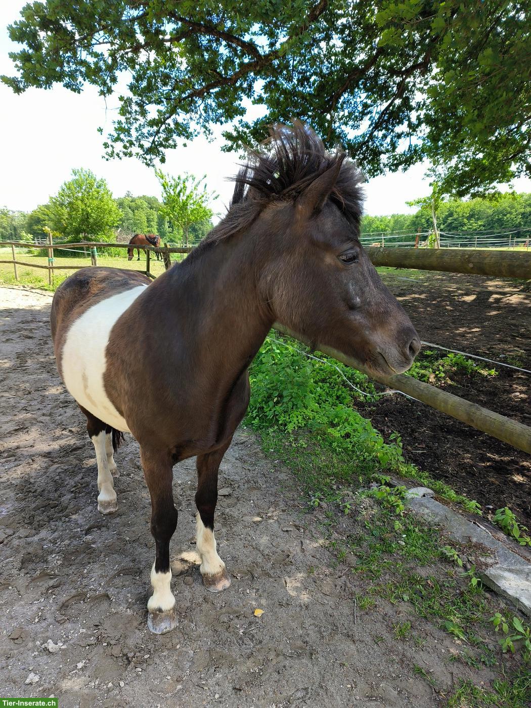 Bild 2: Ponyreiten/Reitpädagogik für sehbeeinträchtigte Kinder/Jugendliche