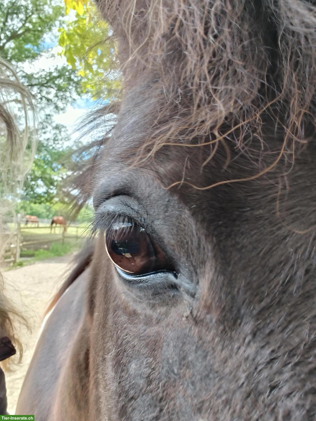 Bild 4: Ponyreiten/Reitpädagogik für sehbeeinträchtigte Kinder/Jugendliche