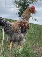 2 junge Bielefelder Kennhuhn Hähne suchen neues Zuhause