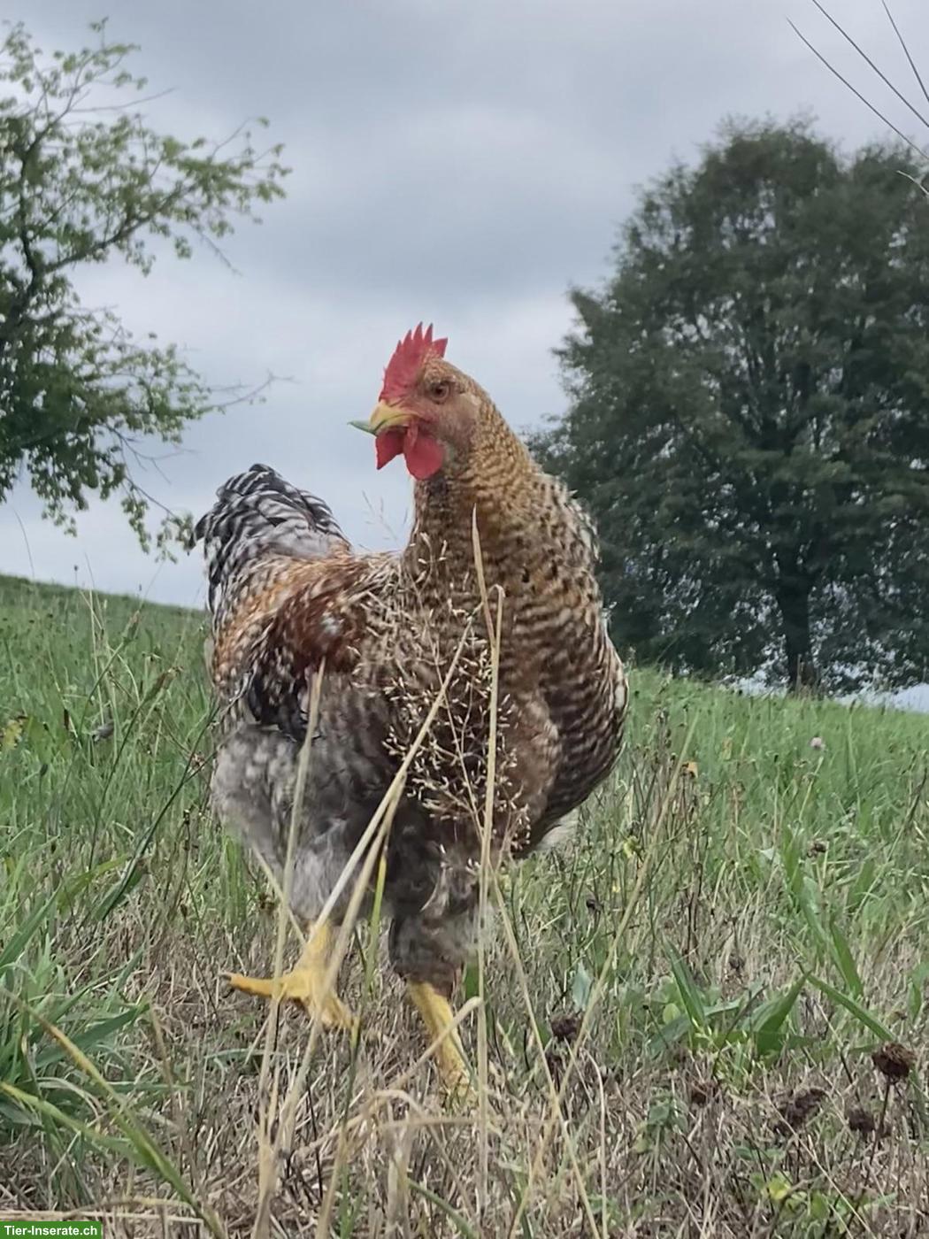 Bild 2: 2 junge Bielefelder Kennhuhn Hähne suchen neues Zuhause