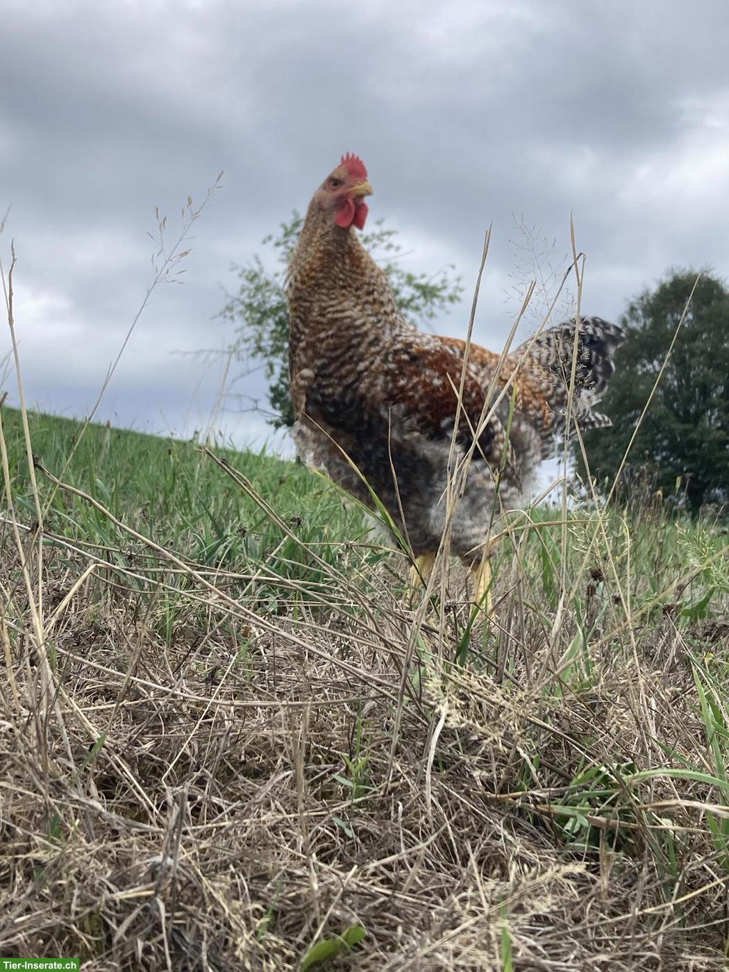 Bild 3: 2 junge Bielefelder Kennhuhn Hähne suchen neues Zuhause