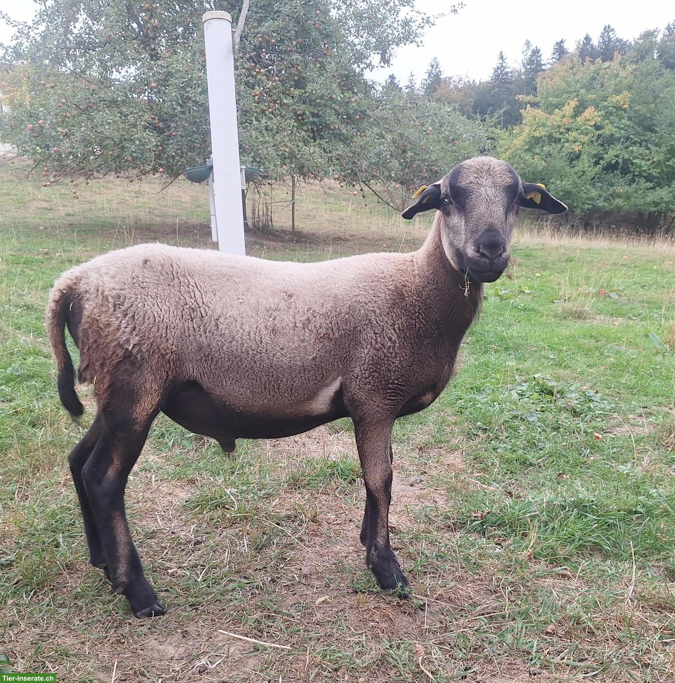 Bild 2: Nolana Schafbock Widder