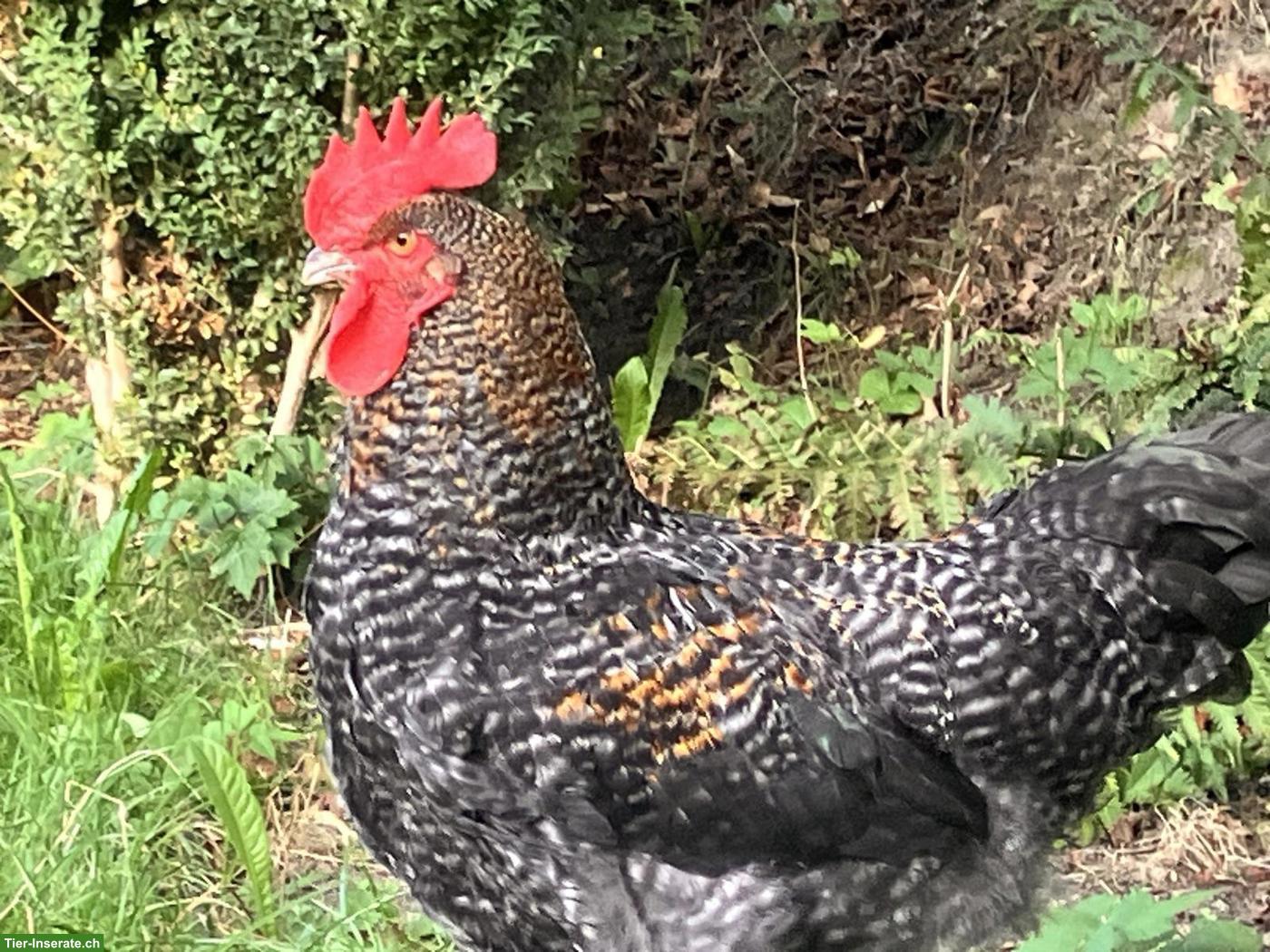 Junger Marans-Bielefelder Kennhuhn Hahn sucht ein Zuhause