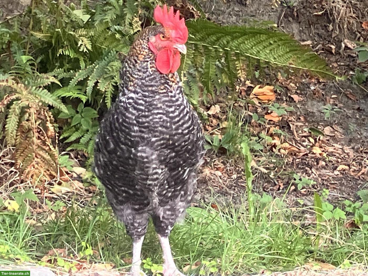 Bild 2: Junger Marans-Bielefelder Kennhuhn Hahn sucht ein Zuhause