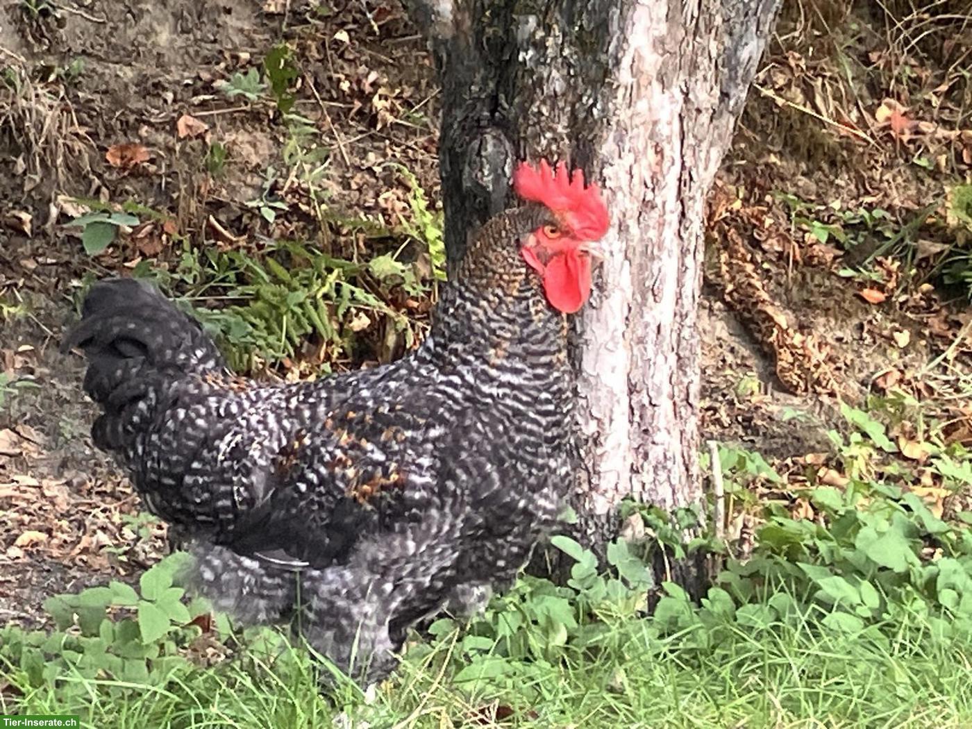 Bild 3: Junger Marans-Bielefelder Kennhuhn Hahn sucht ein Zuhause