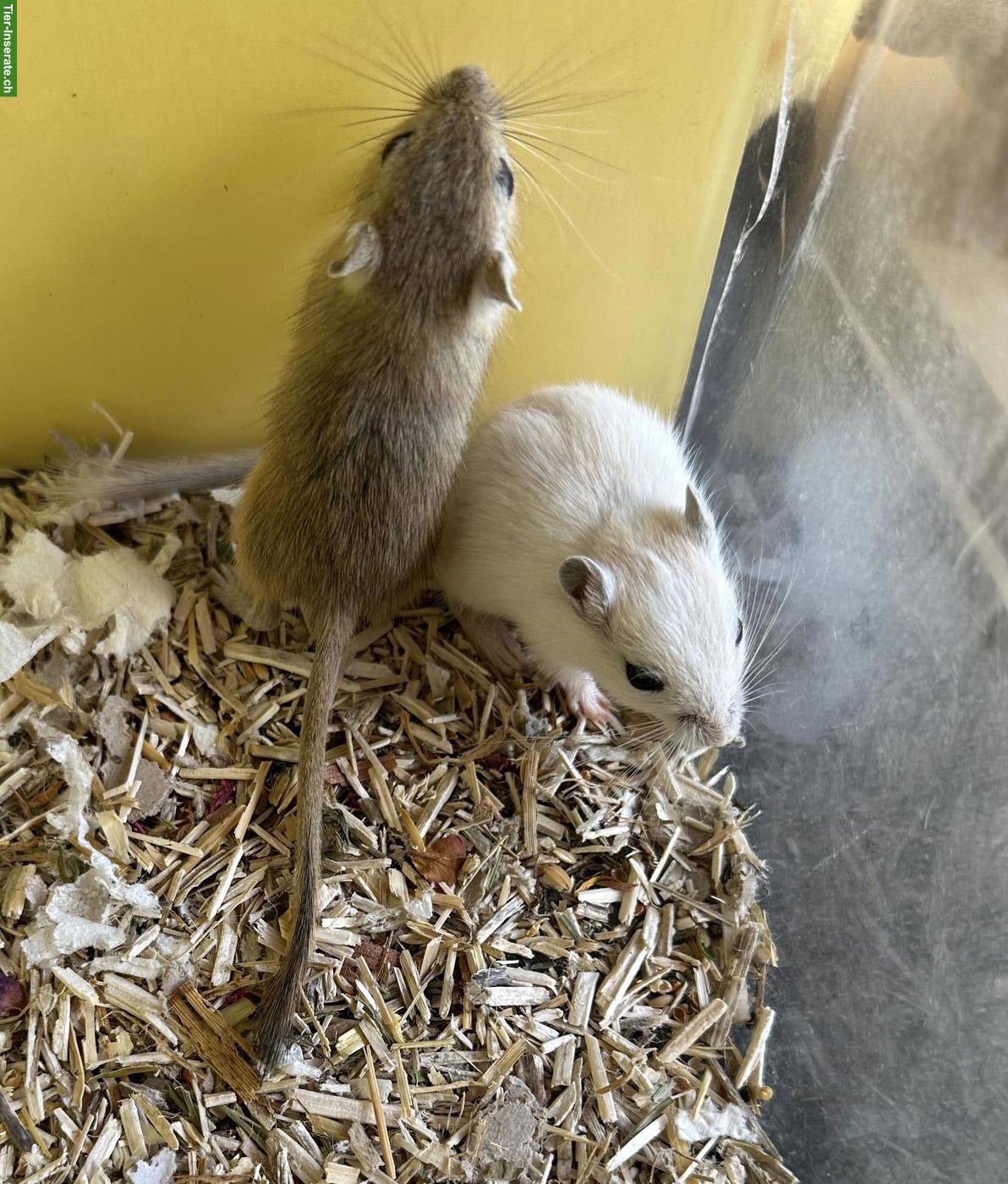 Junge gesunde Rennmäuse zur Abgabe