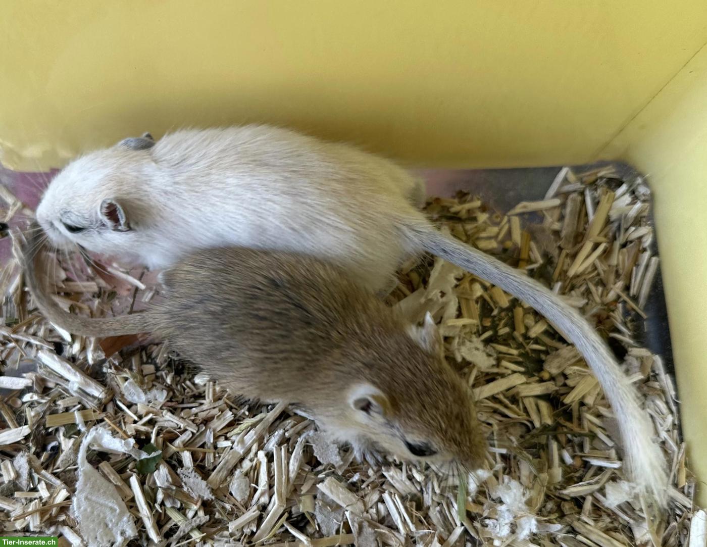Bild 2: Junge gesunde Rennmäuse zur Abgabe