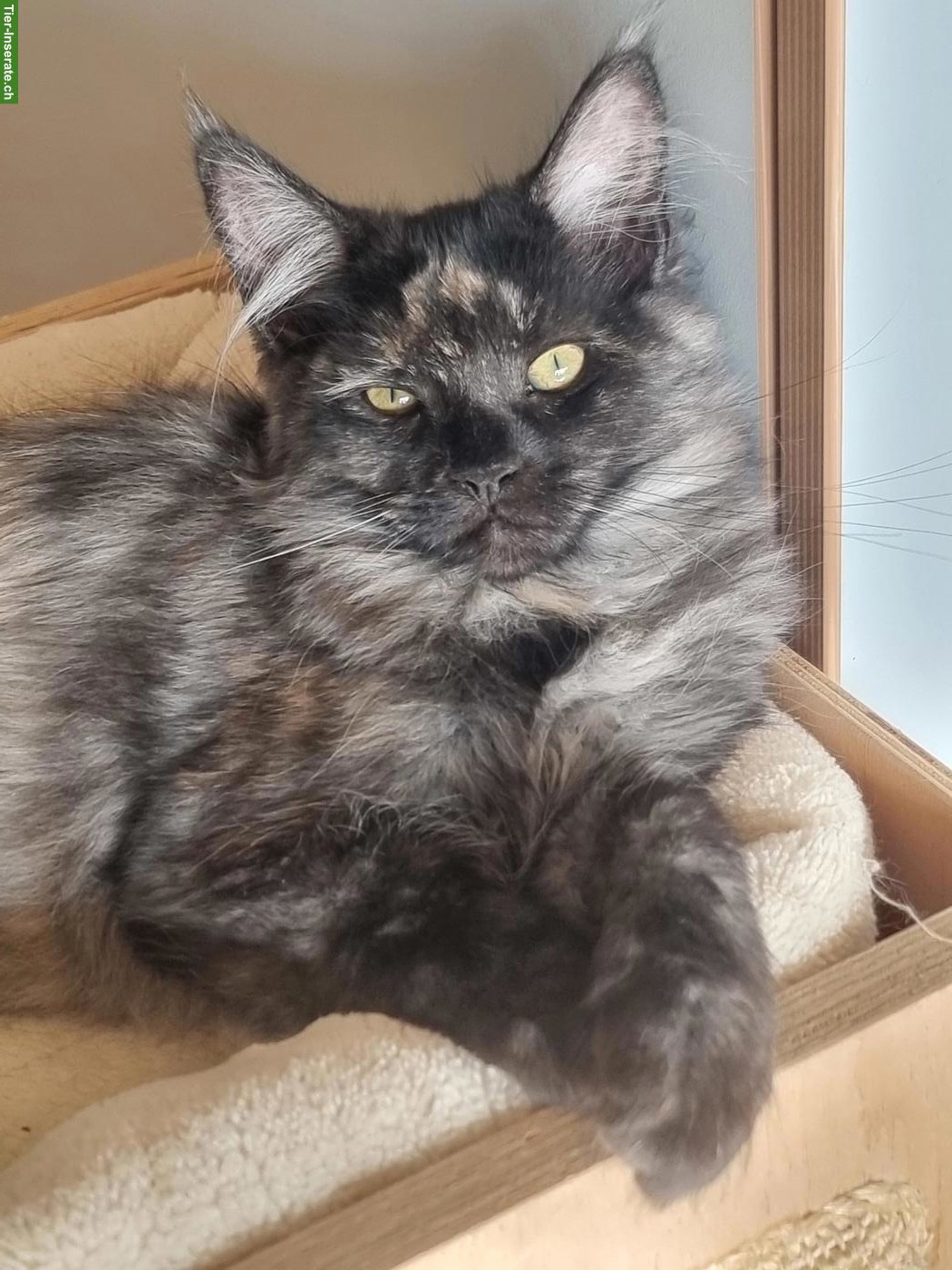 Maine Coon Kitten abzugeben