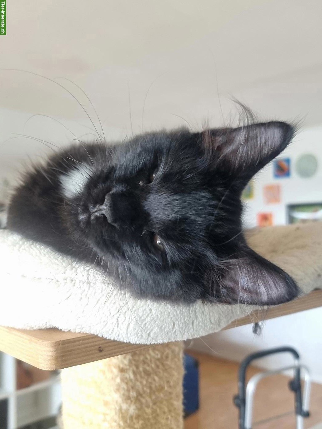 Bild 2: Maine Coon Kitten abzugeben