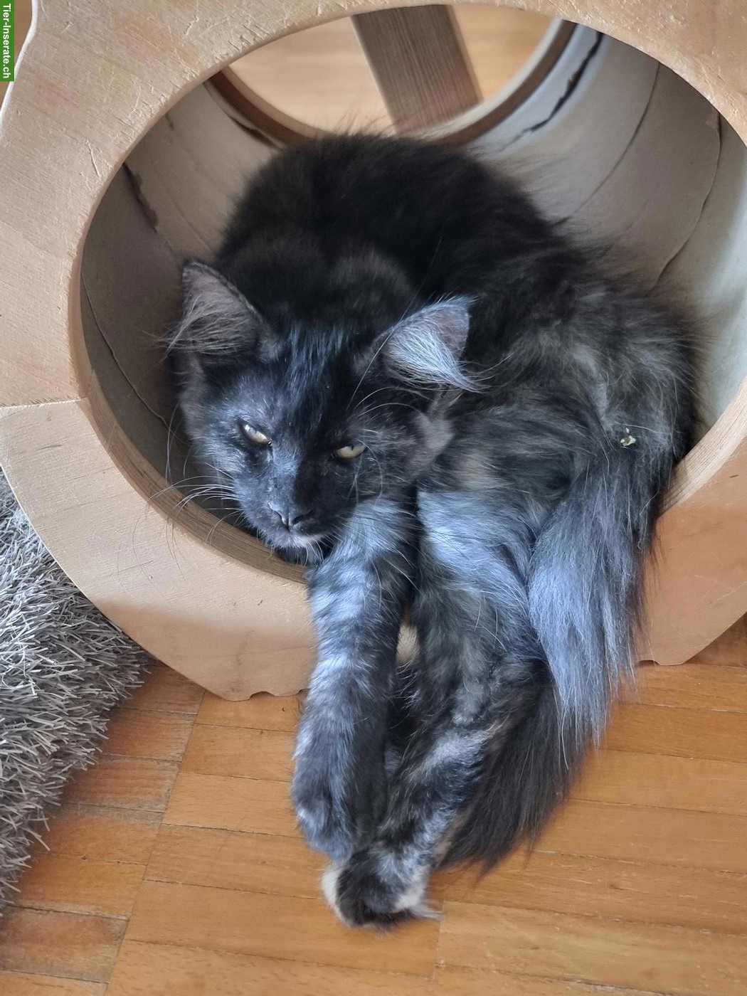 Bild 3: Maine Coon Kitten abzugeben