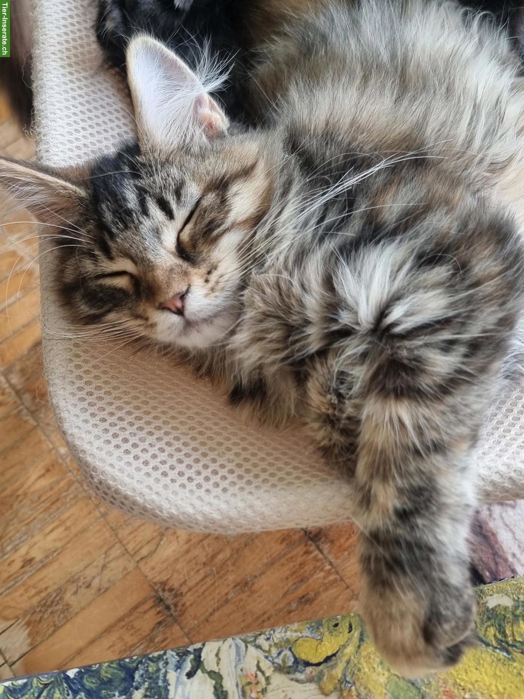 Bild 4: Maine Coon Kitten abzugeben