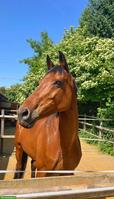 Bildhübsche Württemberger Warmblut Stute mit gutem Charakter