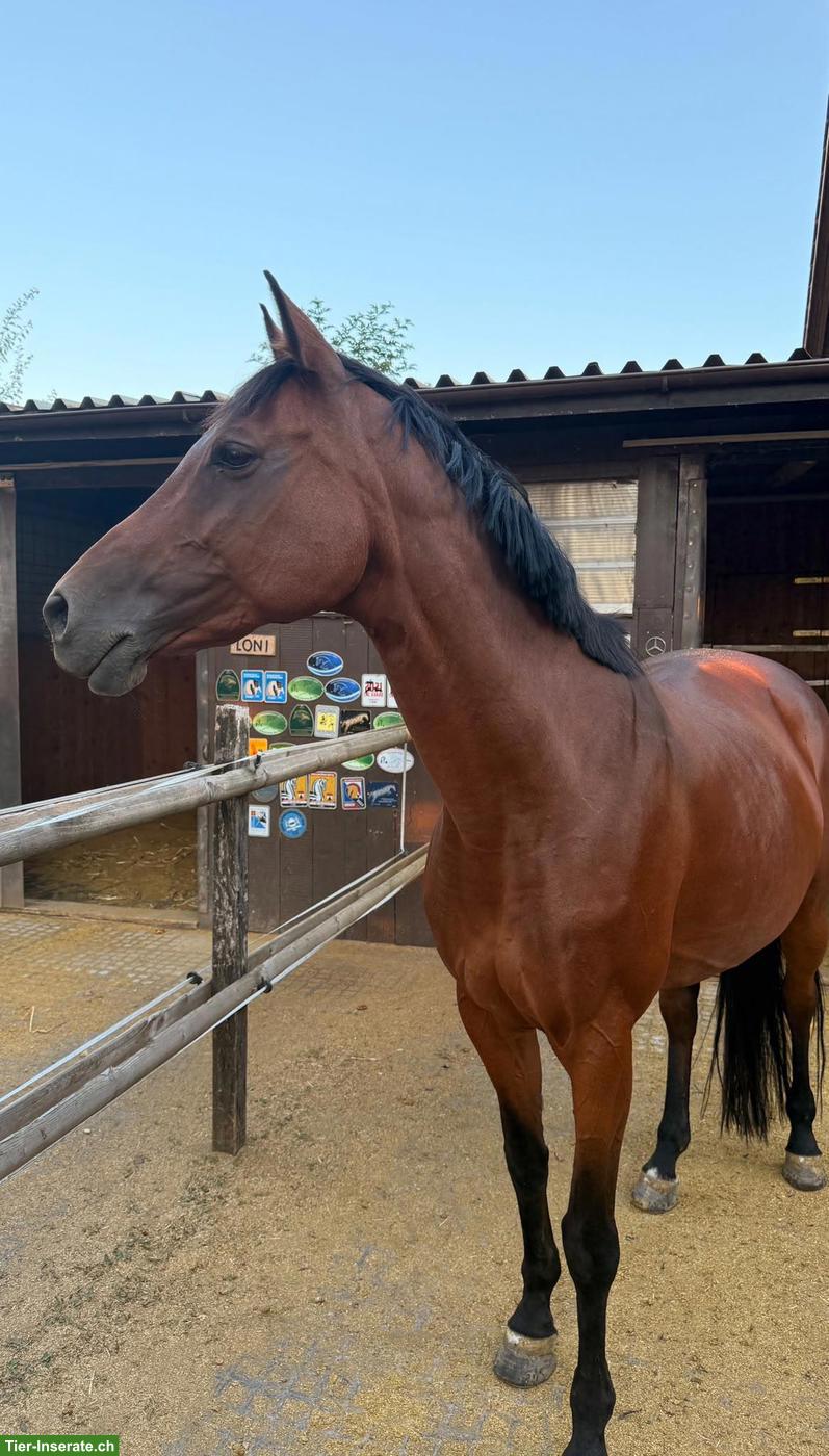 Bild 2: Bildhübsche Württemberger Warmblut Stute mit gutem Charakter