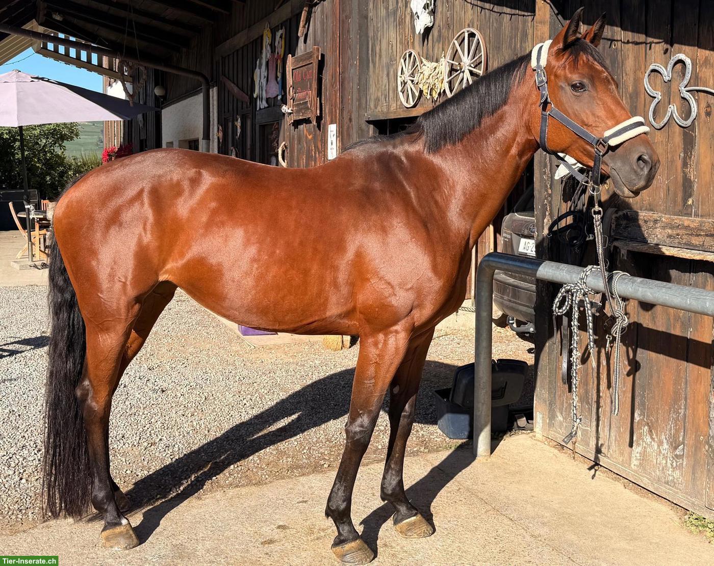Bild 3: Bildhübsche Württemberger Warmblut Stute mit gutem Charakter