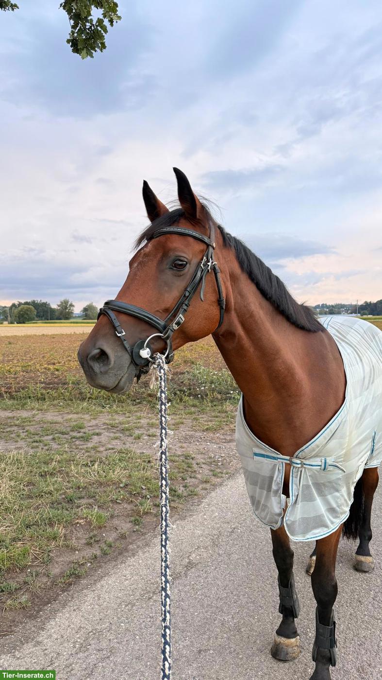 Bild 4: Bildhübsche Württemberger Warmblut Stute mit gutem Charakter