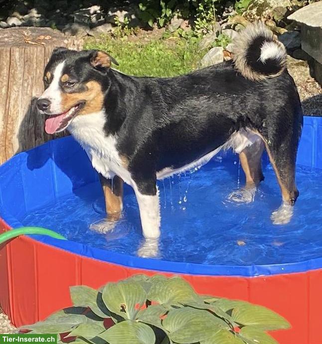 Lieber anhänglicher Appenzeller Sennenhund Mix Rüde zu verkaufen