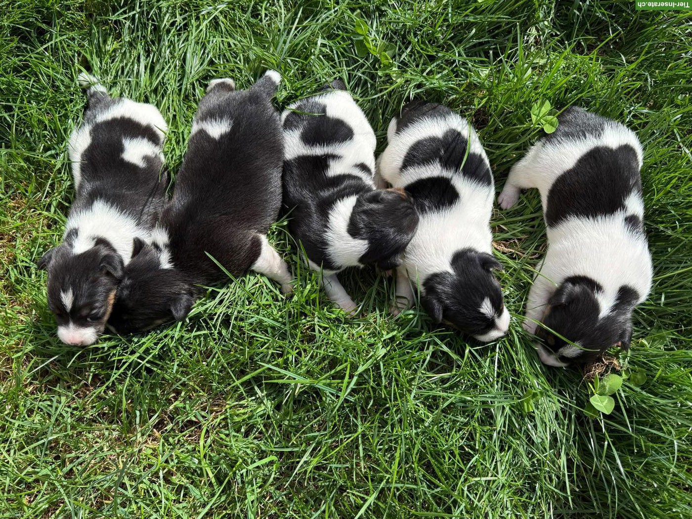 Jack Russell Terrier Welpen zu verkaufen