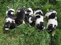 Jack Russell Terrier Welpen zu verkaufen