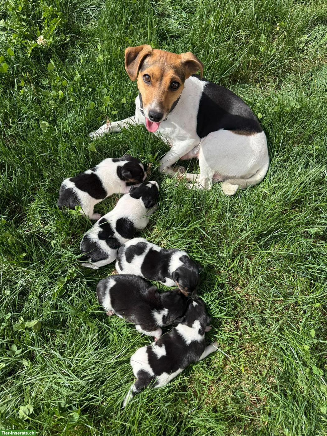 Bild 2: Jack Russell Terrier Welpen zu verkaufen