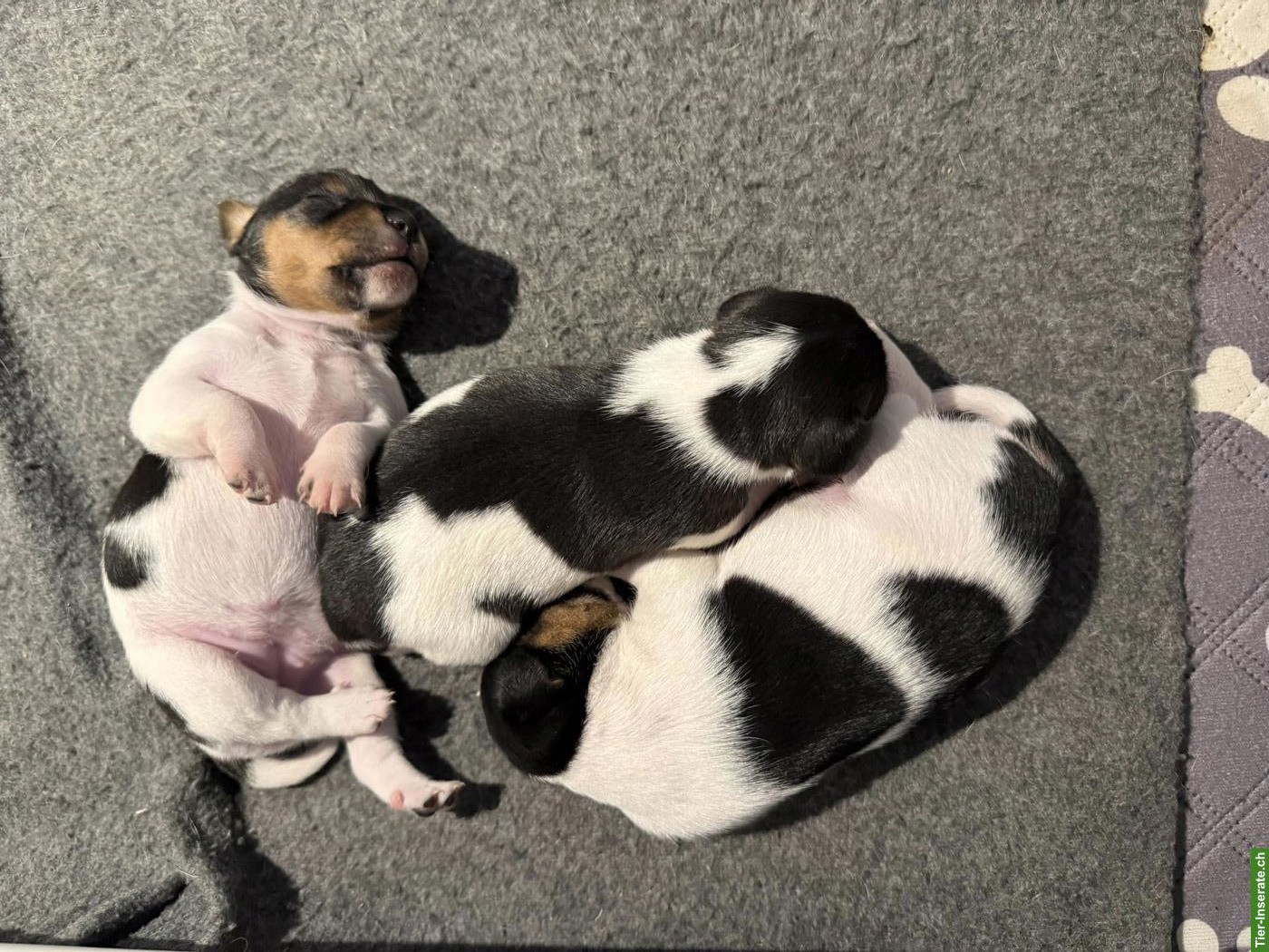 Bild 3: Jack Russell Terrier Welpen zu verkaufen