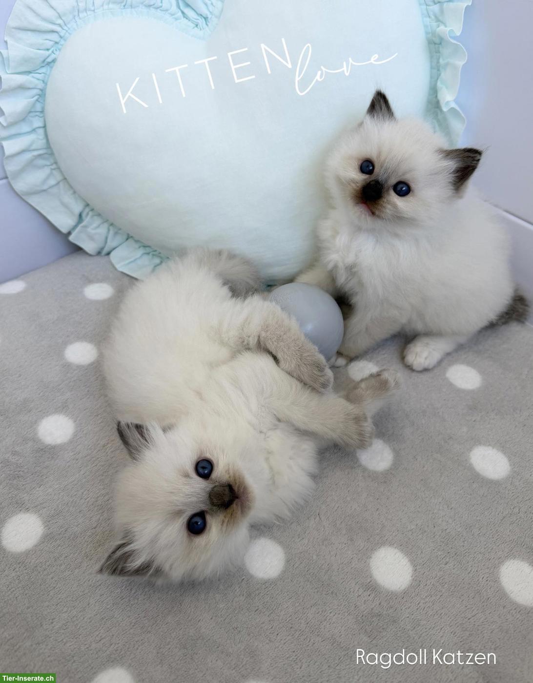 Ragdoll Kitten - zauberhafte Samtpfoten zum Liebhaben