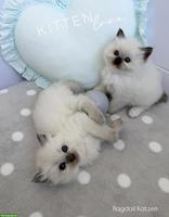 Ragdoll Kitten - zauberhafte Samtpfoten zum Liebhaben