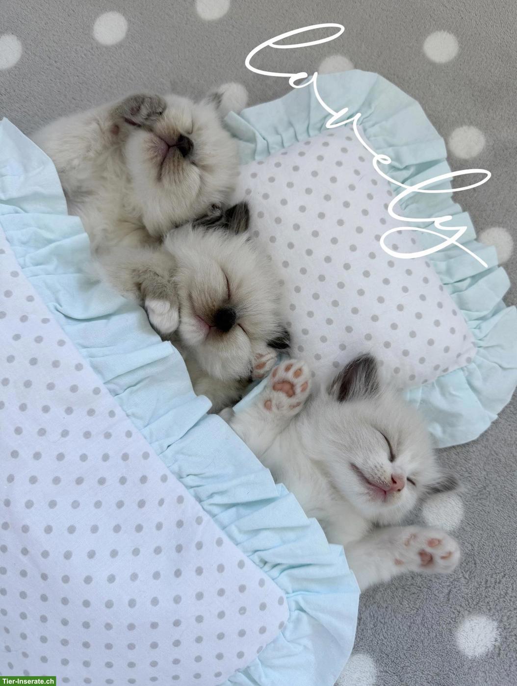 Bild 2: Ragdoll Kitten - zauberhafte Samtpfoten zum Liebhaben