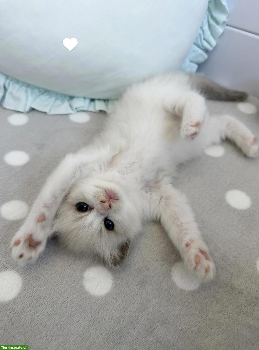 Bild 3: Ragdoll Kitten - zauberhafte Samtpfoten zum Liebhaben