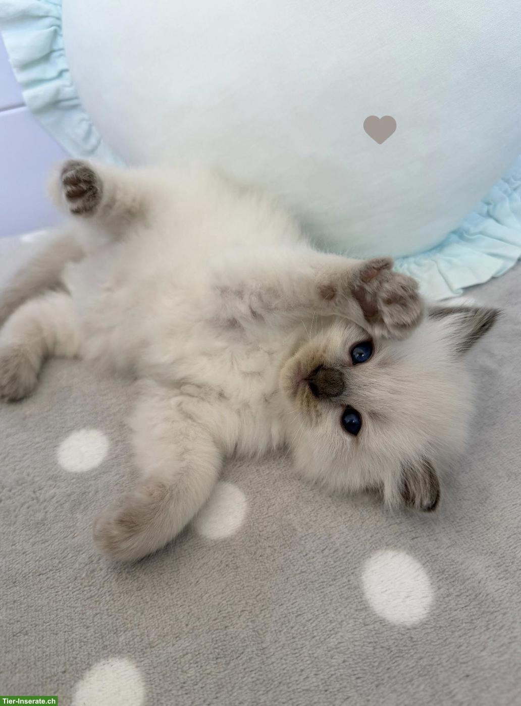 Bild 4: Ragdoll Kitten - zauberhafte Samtpfoten zum Liebhaben