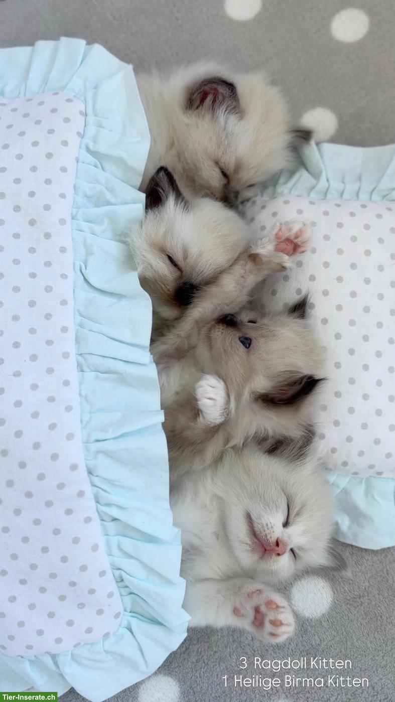 Bild 5: Ragdoll Kitten - zauberhafte Samtpfoten zum Liebhaben