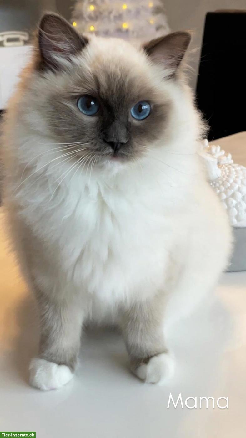 Bild 6: Ragdoll Kitten - zauberhafte Samtpfoten zum Liebhaben