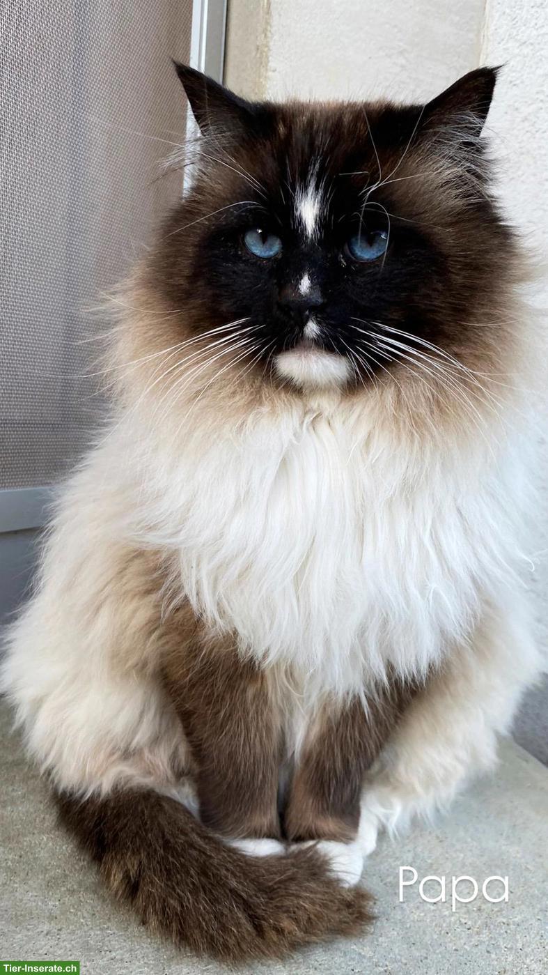 Bild 7: Ragdoll Kitten - zauberhafte Samtpfoten zum Liebhaben