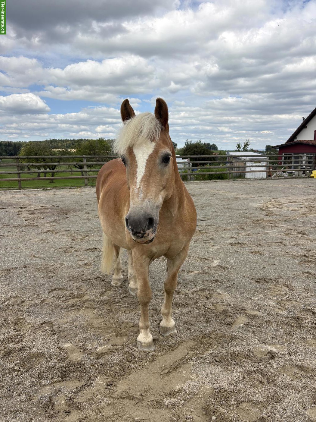 Haflinger Wallach sucht schweren Herzens einen Lebensplatz