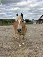 Haflinger Wallach sucht schweren Herzens einen Lebensplatz