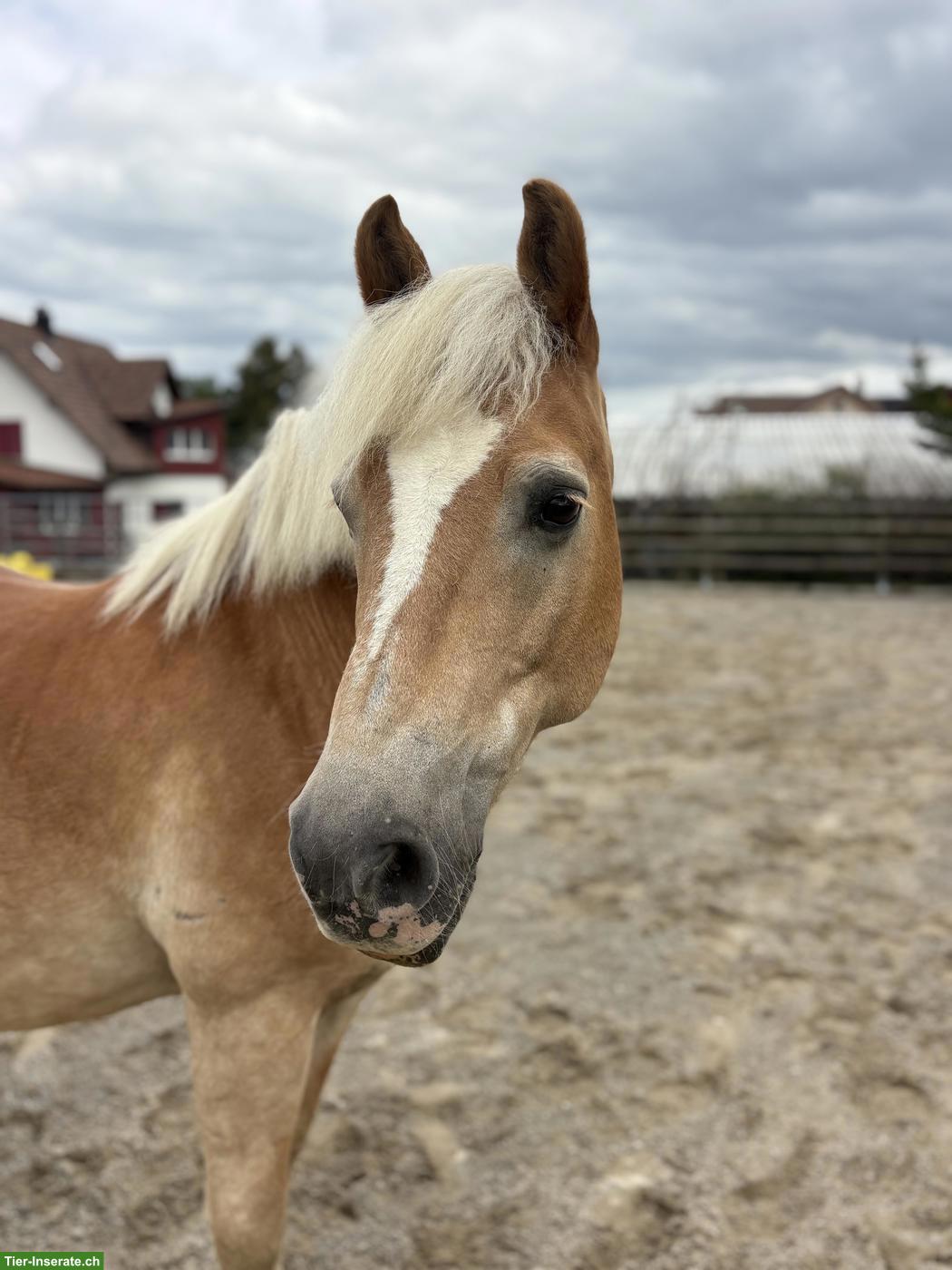 Bild 2: Haflinger Wallach sucht schweren Herzens einen Lebensplatz