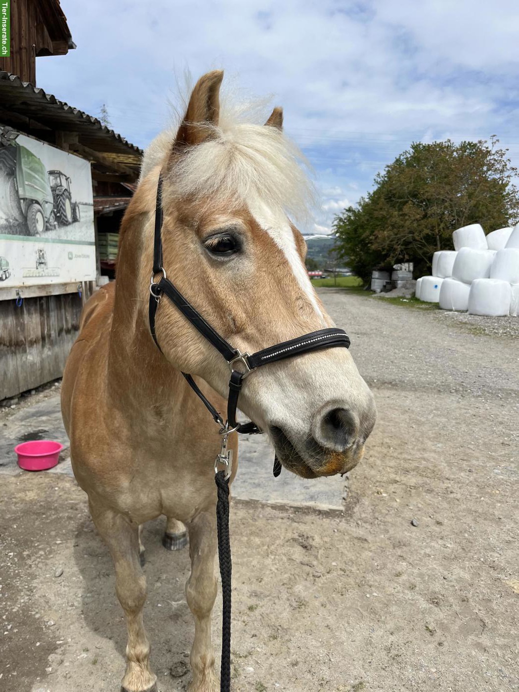 Bild 3: Haflinger Wallach sucht schweren Herzens einen Lebensplatz