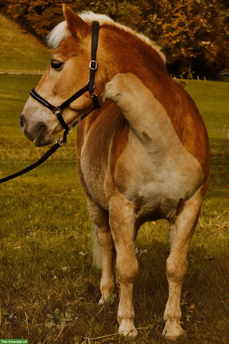 Bild 4: Haflinger Wallach sucht schweren Herzens einen Lebensplatz