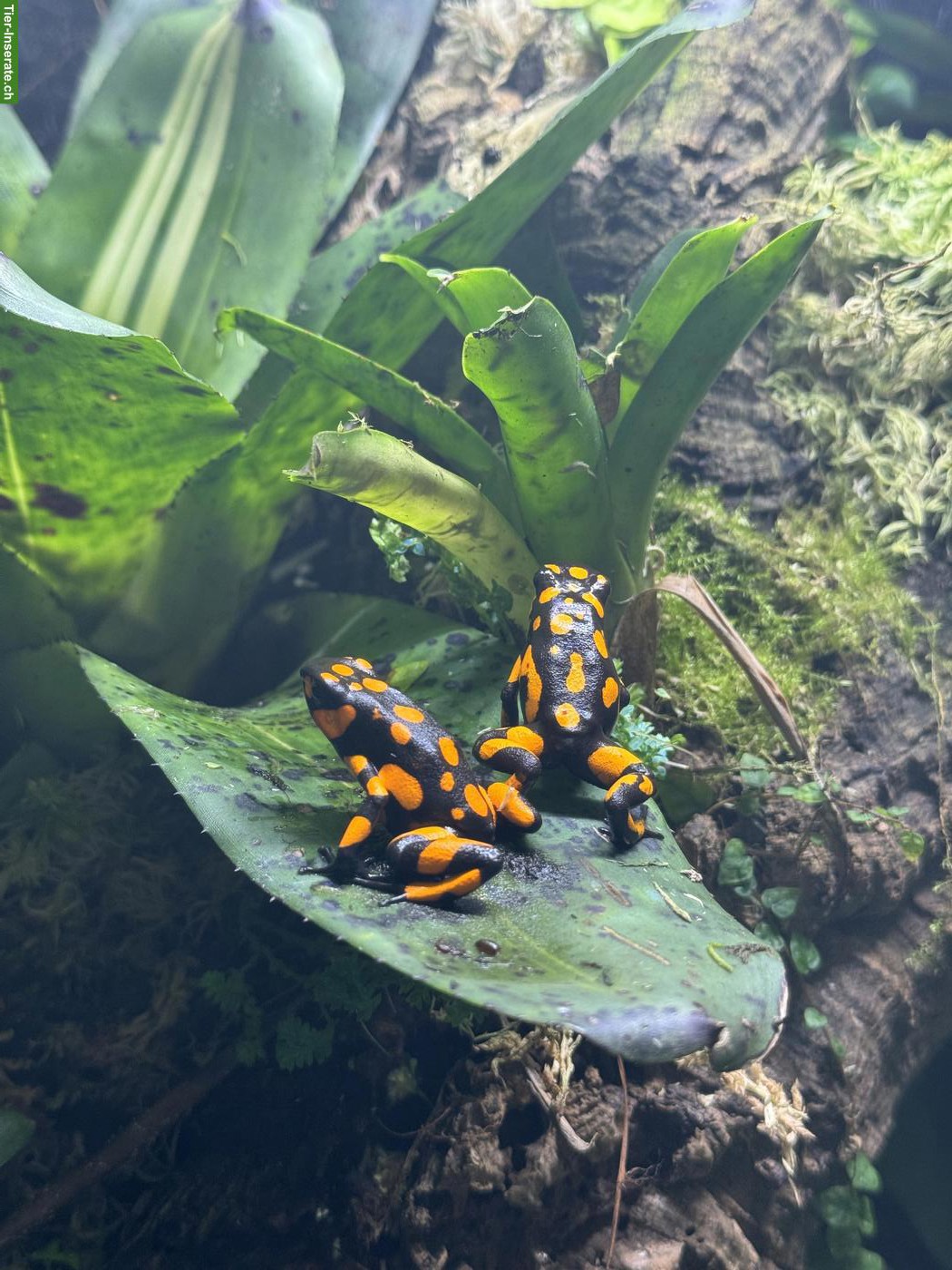 Oophaga histrionica/Lehmanni